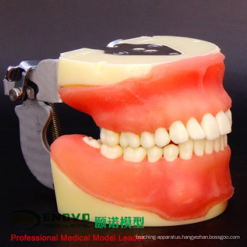 DENTAL26(12608) Comprehensive Practice Models of Dental Surgery